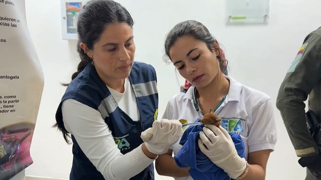 Una de las ardillas rescatadas está bajo observación veterinaria. // Cortesía
