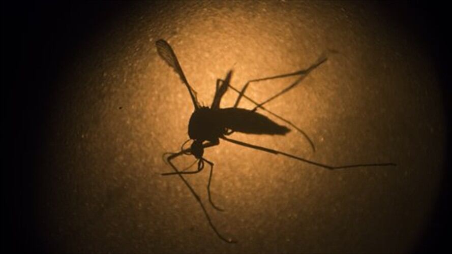 El mosquito Aedes aegypti, que transmite el virus zika. Foto: Associated Press - AP