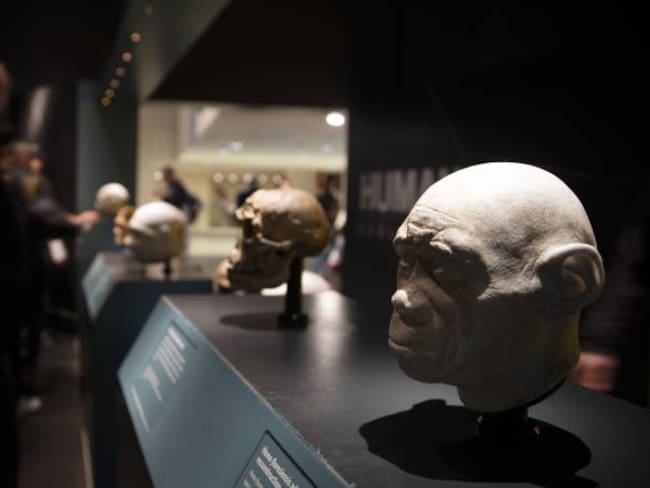 Confirman la antigüedad del Homo antecessor: entre 772.000 y 949.000 años