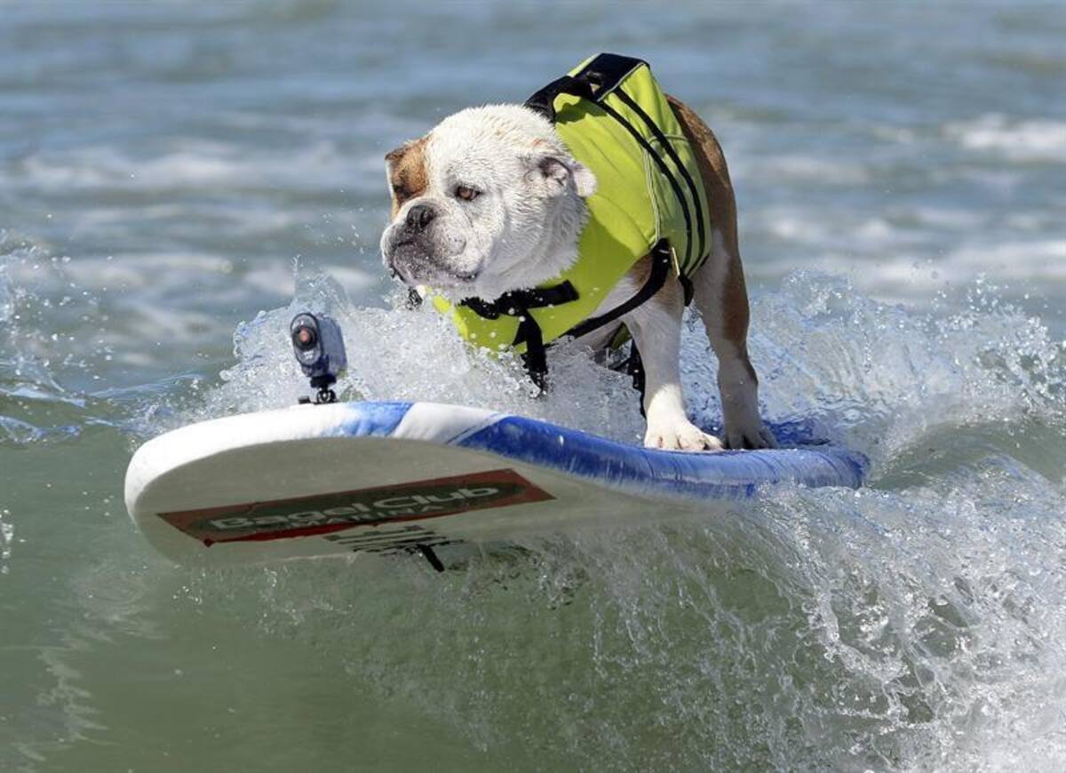 En la playa de Huntinton, California, se realizó la quinta edición del concurso anual de surf para perros, que mostraron grandes habilidades encima de las tablas y sorteando el oleaje.