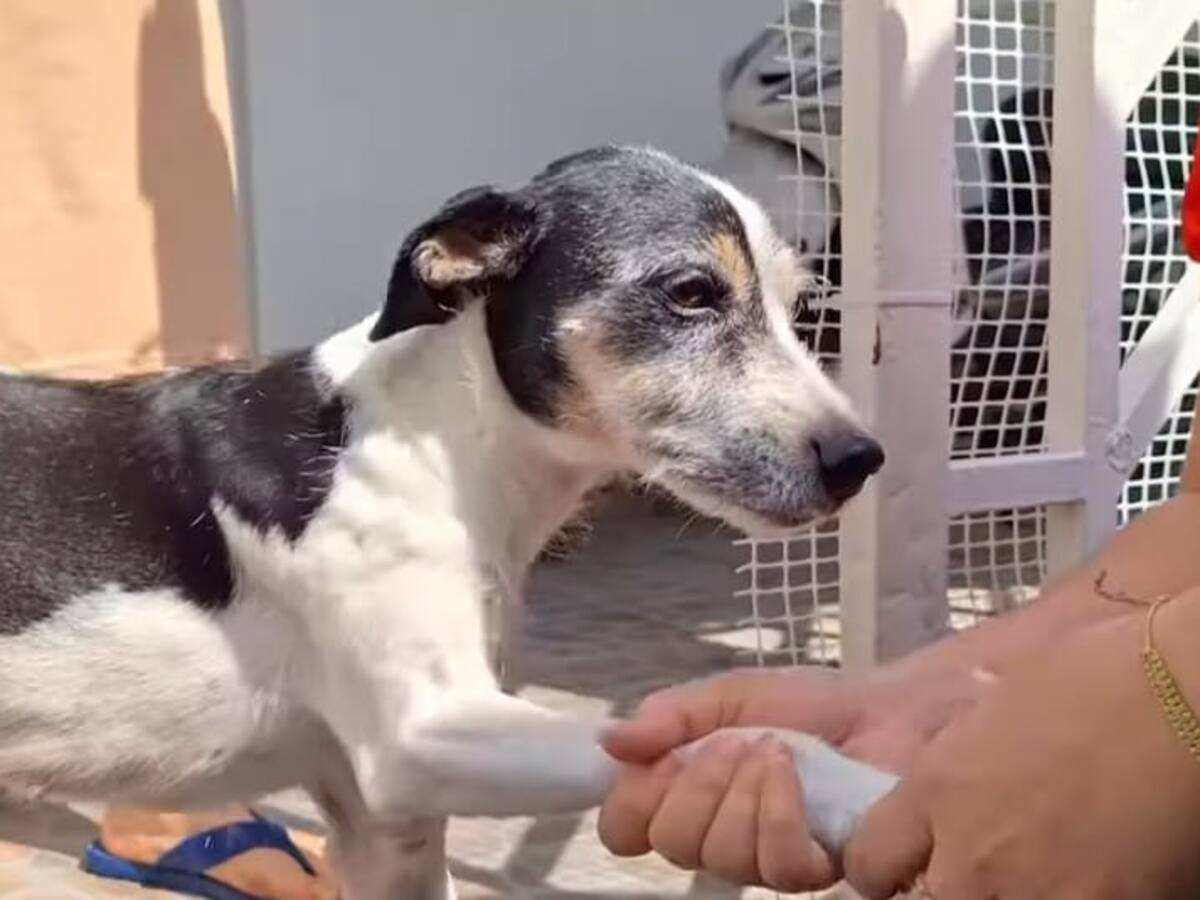 Agresor de perrita de Piedecuesta, fue identificado. Autoridades adelantan investigación del caso