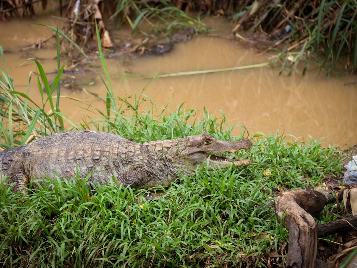 Reubican babillas en la ciénaga San Silvestre de Barrancabermeja