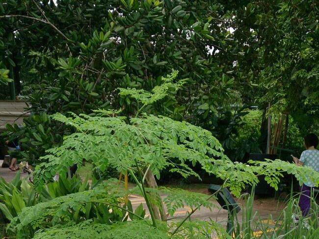 El aceite de Moringa podrá competir con los aceites de alta calidad