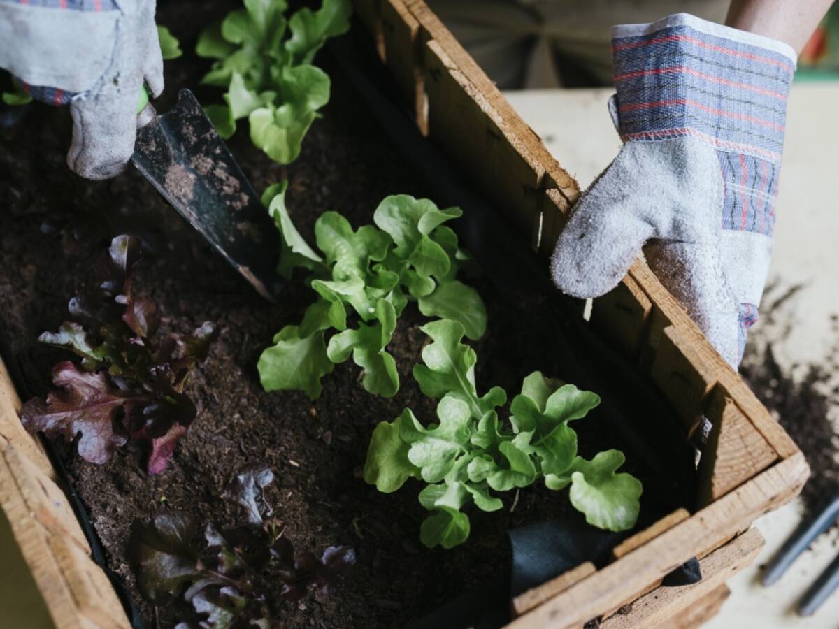 Conozca el proyecto universitario 'Agricultura familiar y colaborativa'