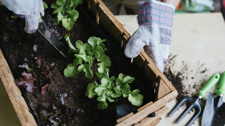 Conozca el proyecto universitario 'Agricultura familiar y colaborativa'