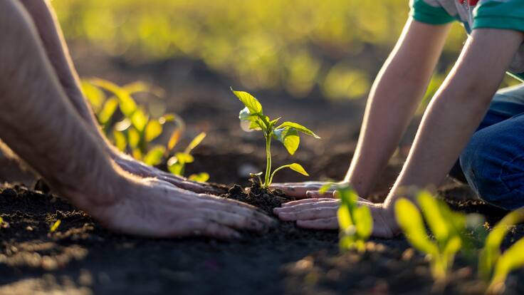 Más de 180 mil árboles se han sembrado gracias a la Carrera Verde