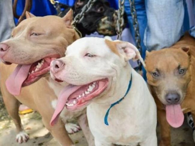 Con panfletos, amenazan a perros pitbull en Cartagena