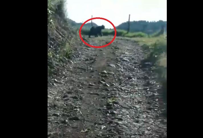 Oso andino avistado en Jardín, Antioquia- foto tomada del videl