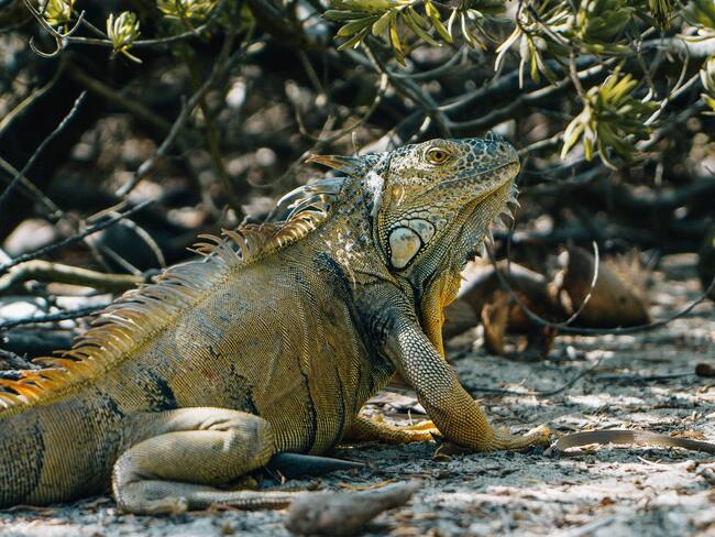 Johnny Cay se convirtió en criadero de Iguanas Verdes