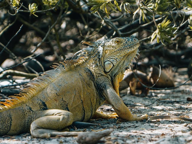 Johnny Cay se convirtió en criadero de Iguanas Verdes