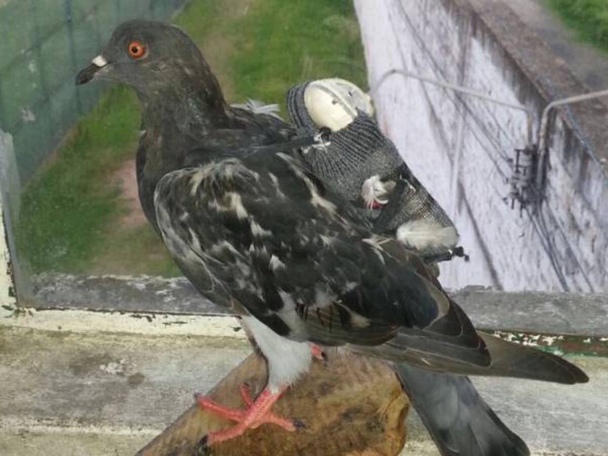 Hasta con palomas detenidos logran ingresar celulares a la cárcel