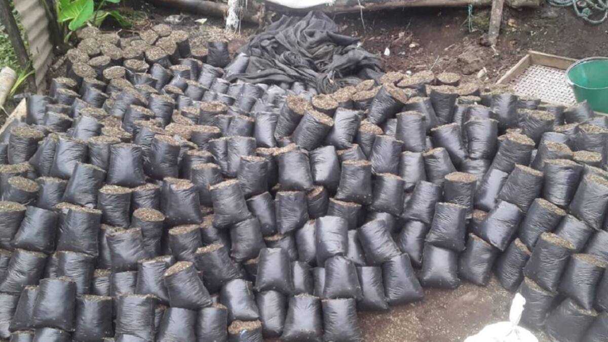 Apoyo para comercializar harina de plátano en el oriente caldense