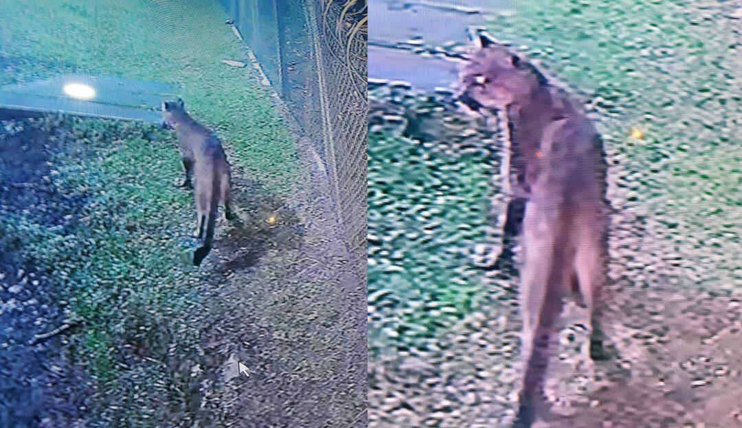 Imágenes de las cámaras de seguridad