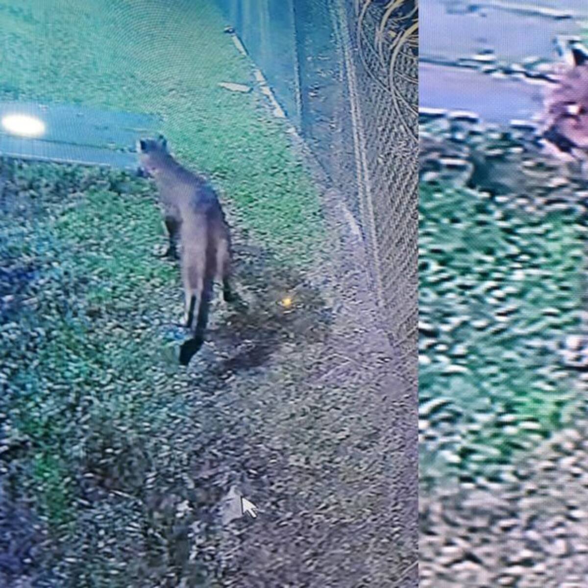 Un puma concolor se paseaba por un conjunto residencial de Manizales