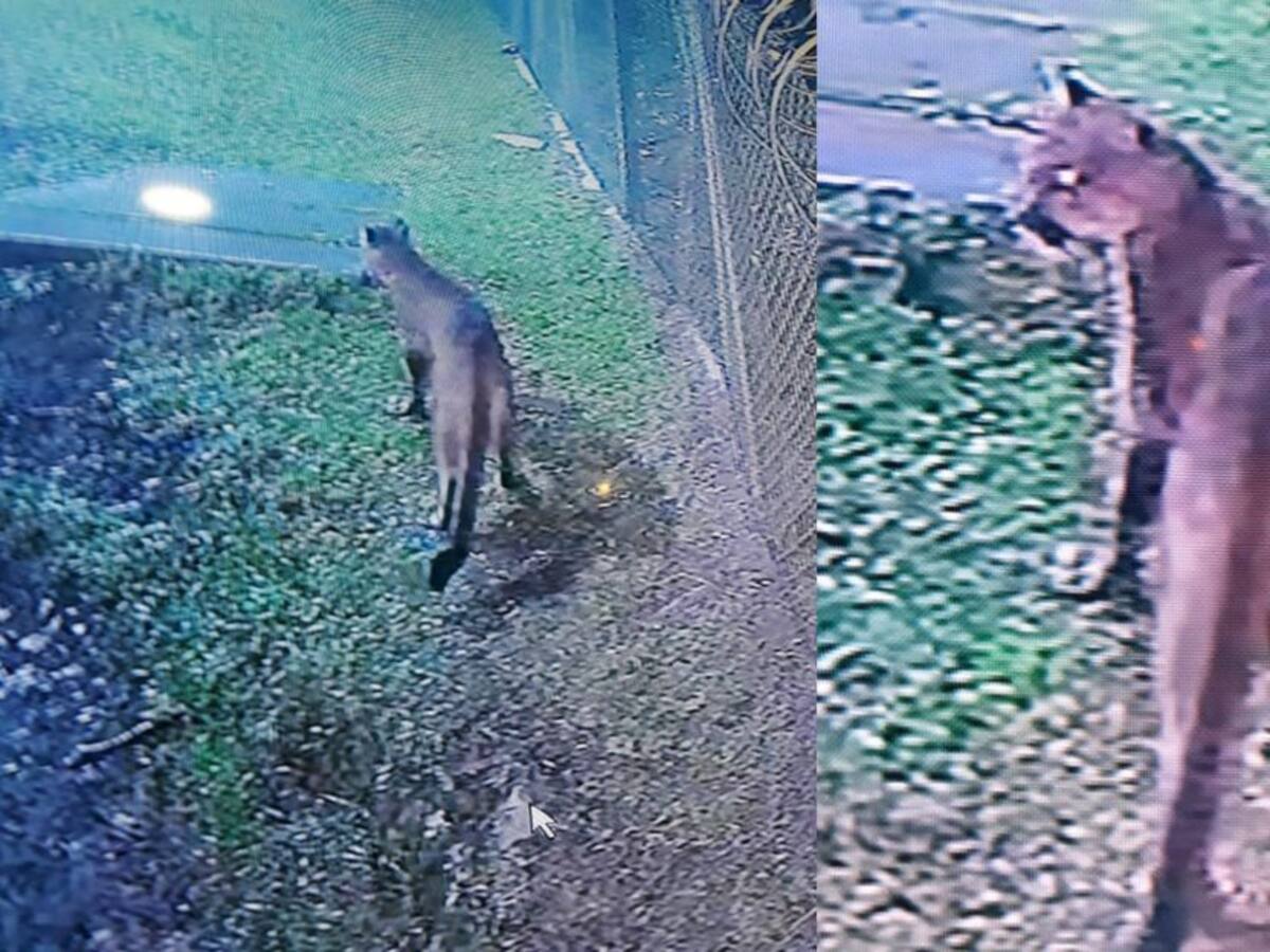 Un puma concolor se paseaba por un conjunto residencial de Manizales