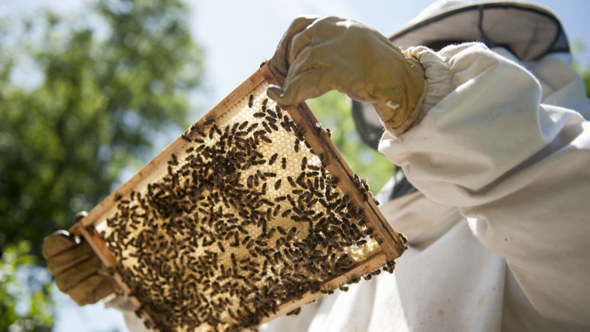 Colombia ya tiene su ley de fomento apícola, para proteger las abejas