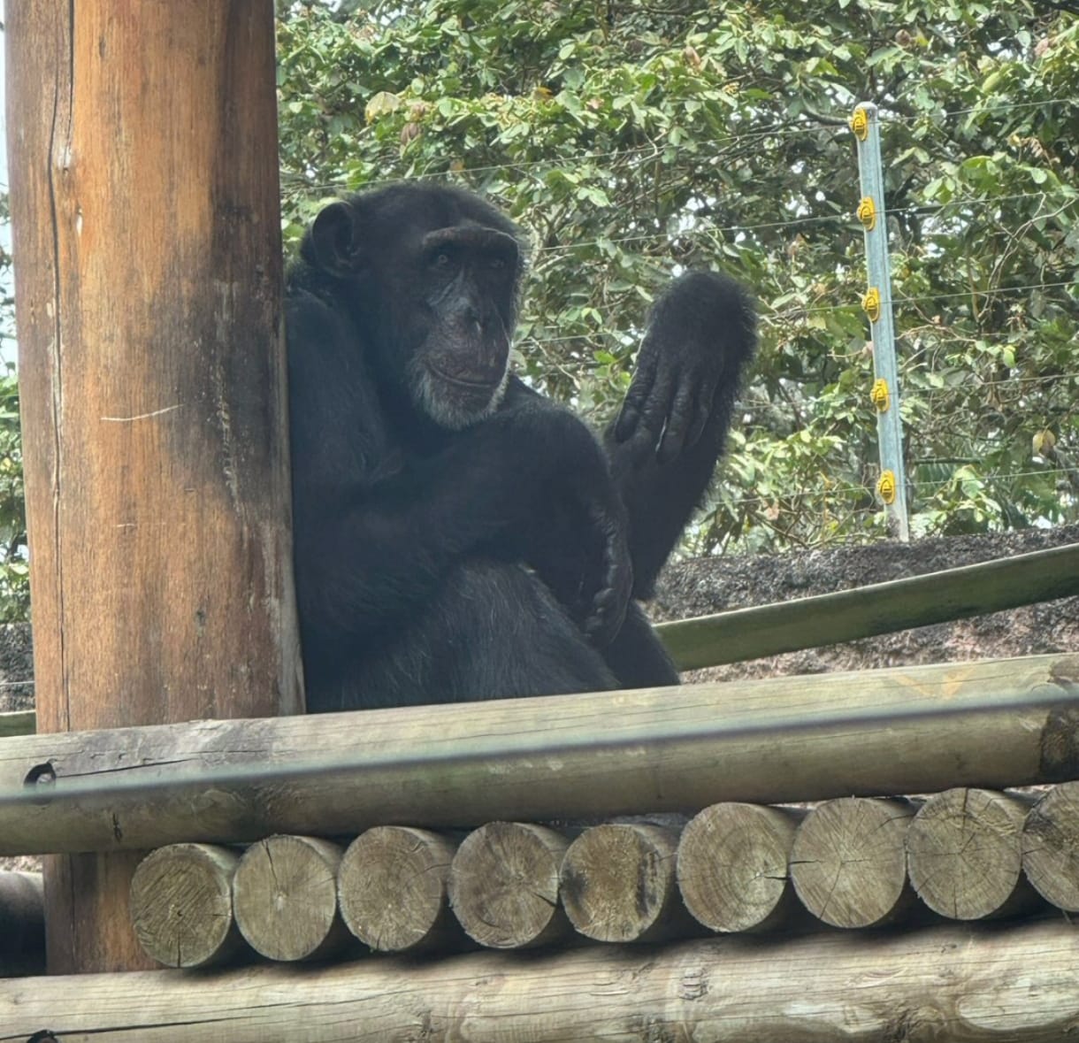 Foto suministrada por Bioparque Ukumarí