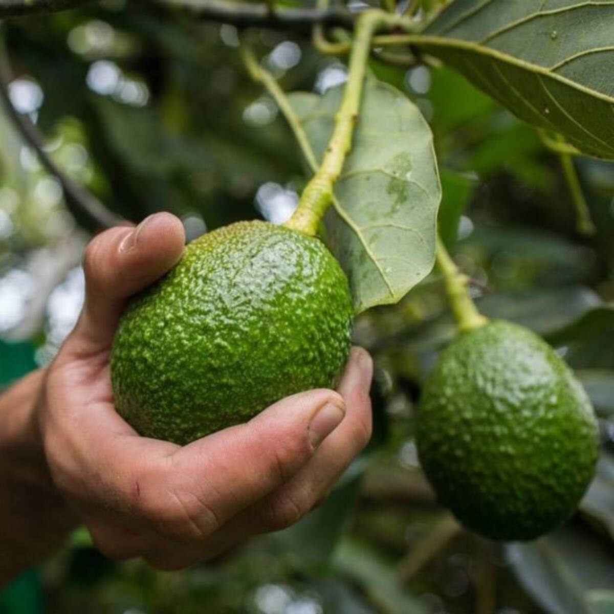Fortalecen esquema productivo de aguacateros del Norte de Caldas