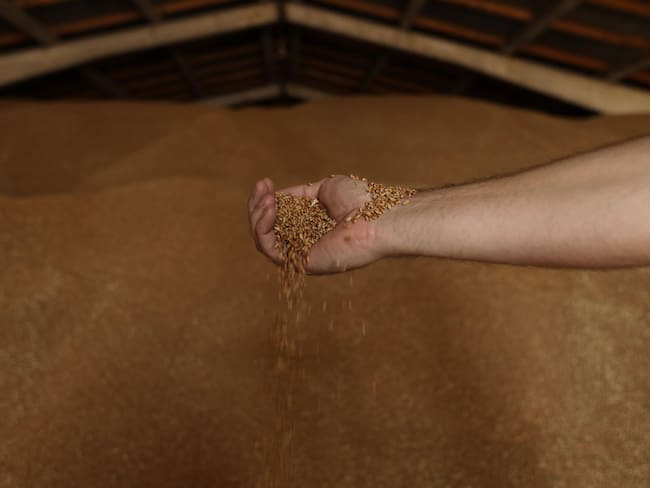 Imagen de referencia de un productor de cereales en la región de Odesa, Ucrania. (Photo by OLEKSANDR GIMANOV/AFP via Getty Images)