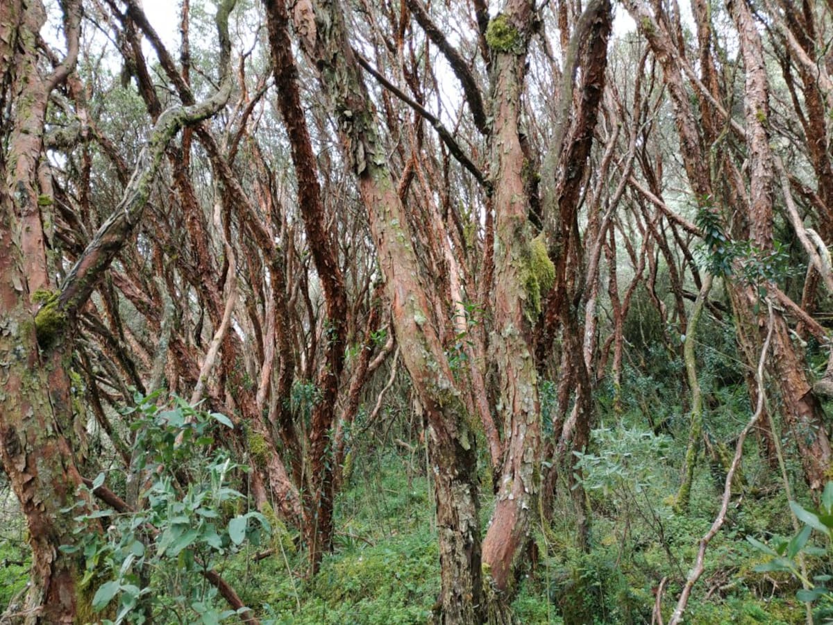 Estos árboles cuentan con la capacidad de adaptarse a condiciones de frío y crecer sobre los musgos de los páramos.