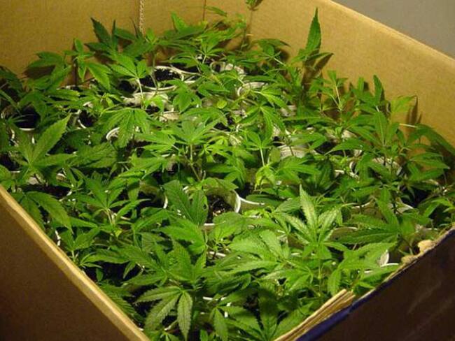 Gobierno firmó decreto de uso medicinal de la marihuana