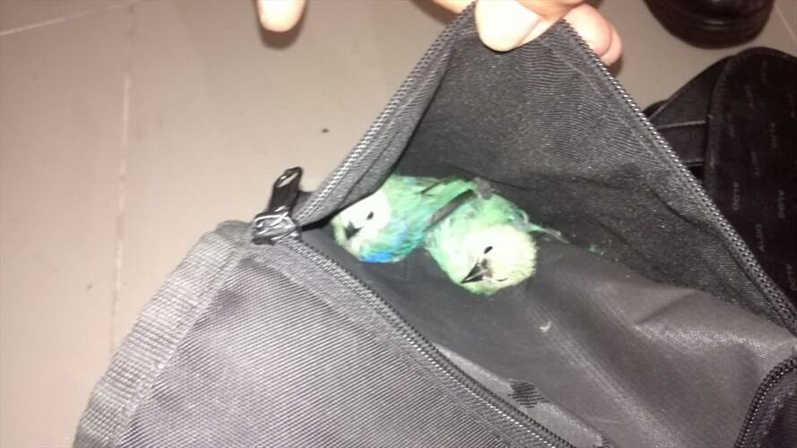 Fauna silvestre. Foto: Secretaría de Ambiente