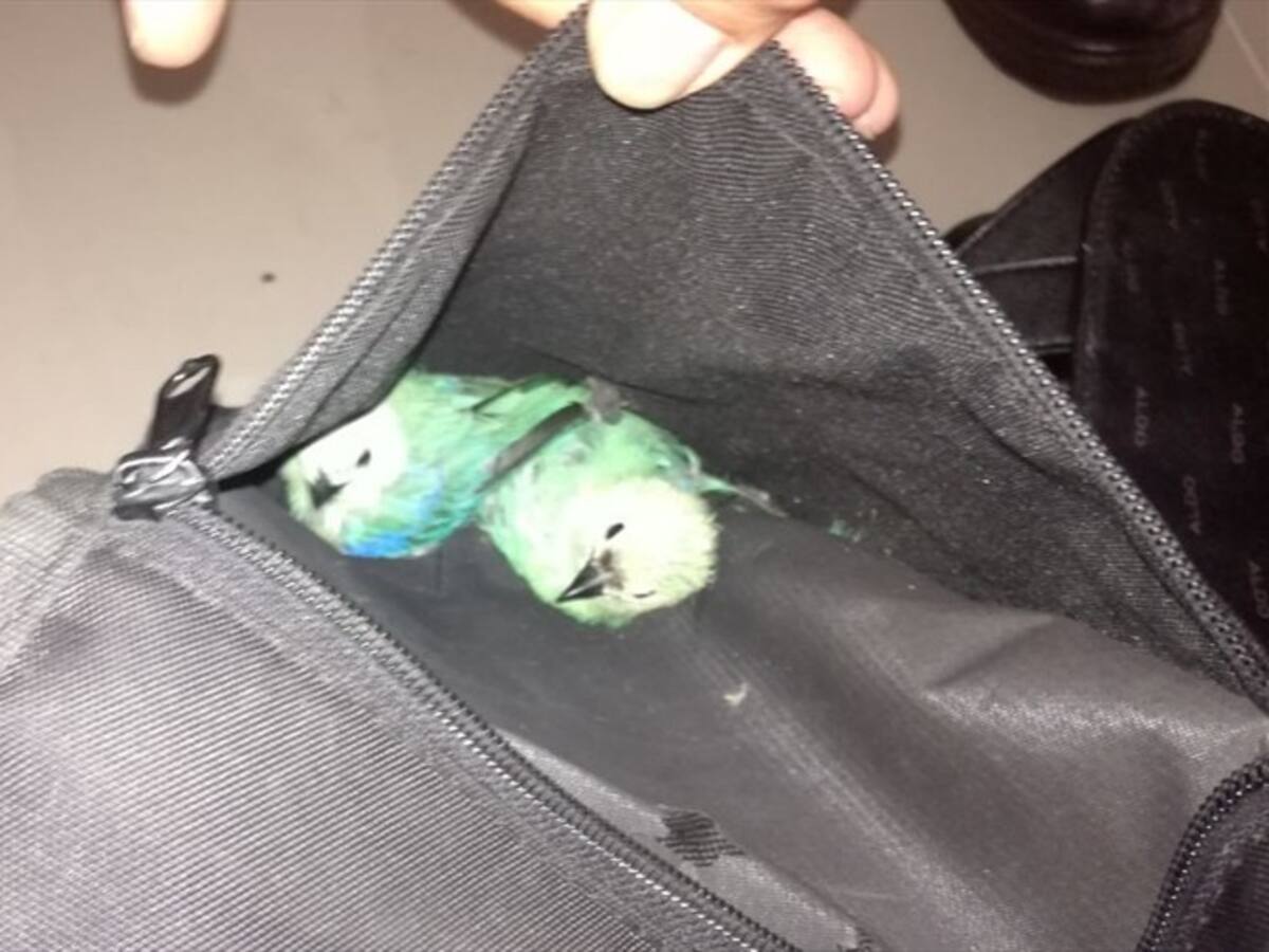 Capturadas dos personas que movilizaban animales silvestres en Transmilenio
