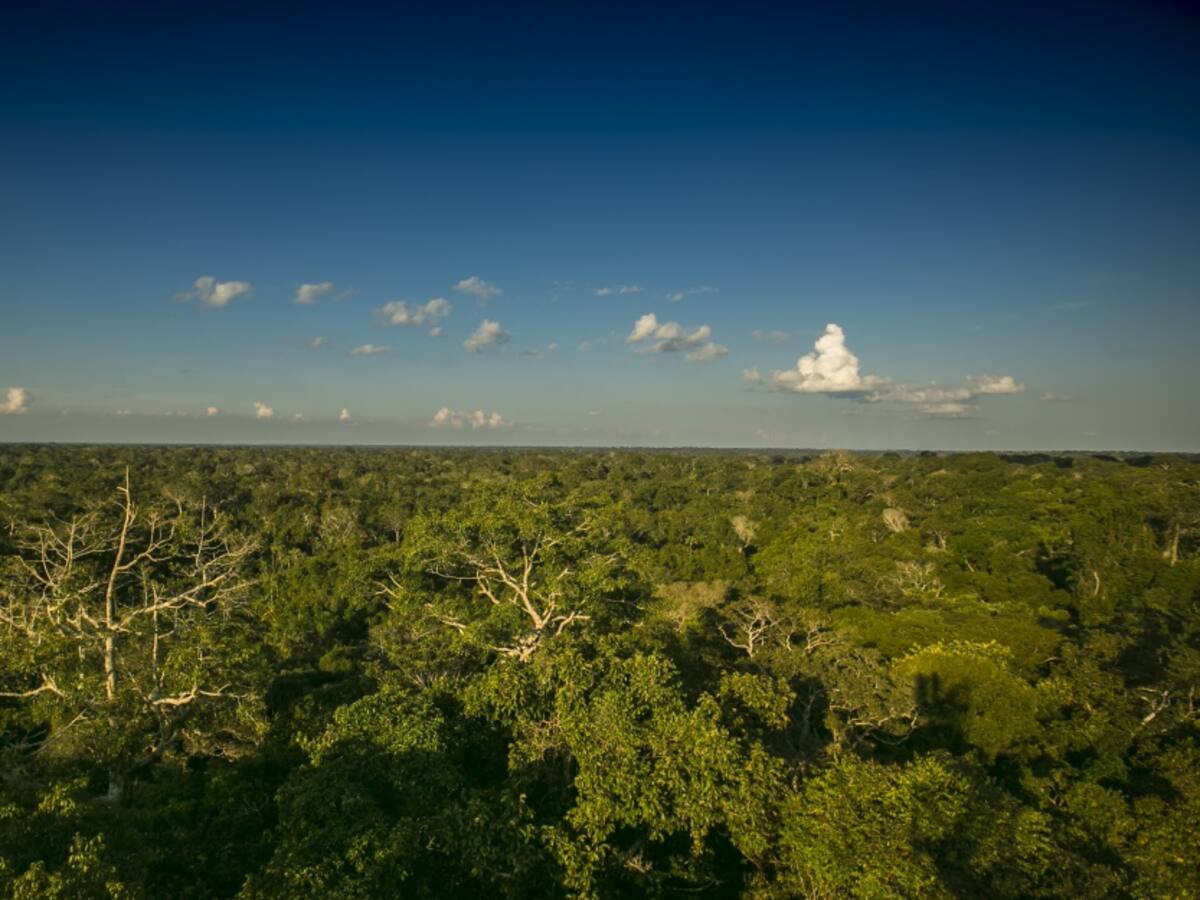 Disidencias de FARC piden a campesinos tumbar selva en Guaviare y Amazonía