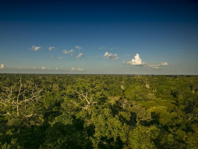 Disidencias de FARC piden a campesinos tumbar selva en Guaviare y Amazonía