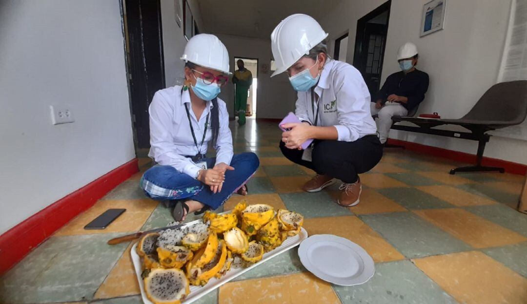 Pitahaya de contrabando detectada en el Tolima.