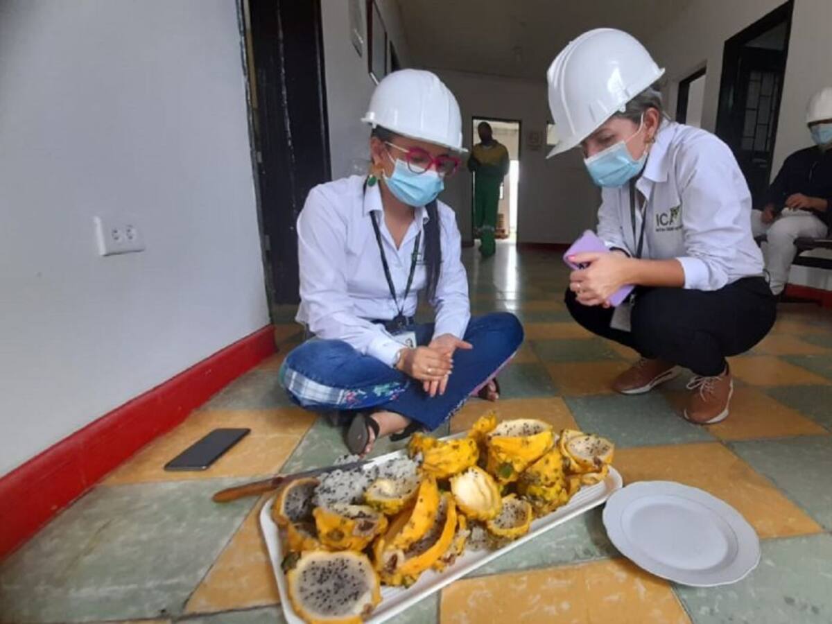 En el Tolima detectan pitahaya de contrabando