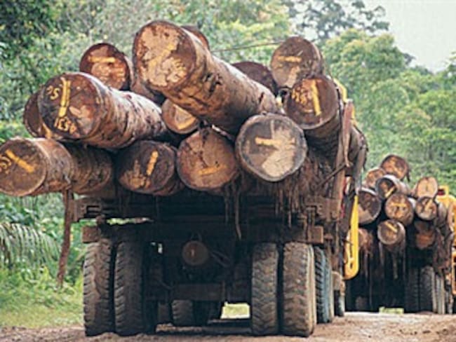 Colombia Hardwood se pronuncia ante tala d arboles en Bahía Solano.