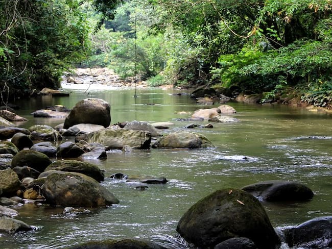 La importancia del Inventario Forestal en Colombia