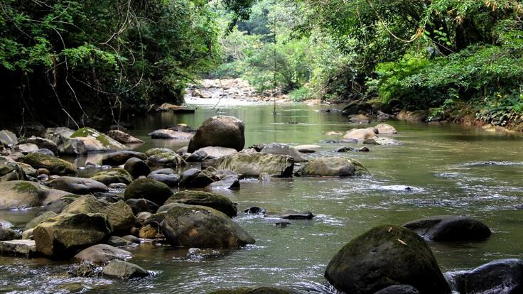 La importancia del Inventario Forestal en Colombia