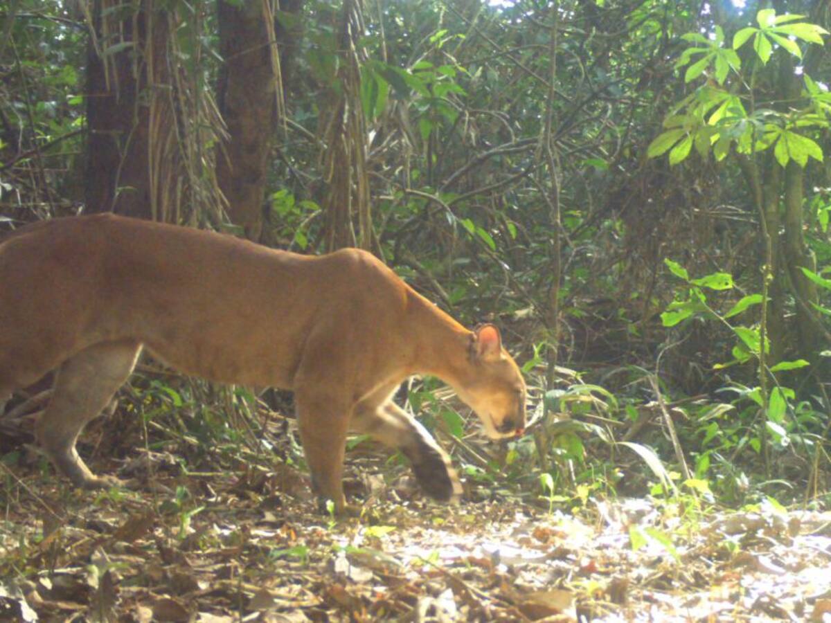 Cámaras trampa registran 42 especies en el Amazonas