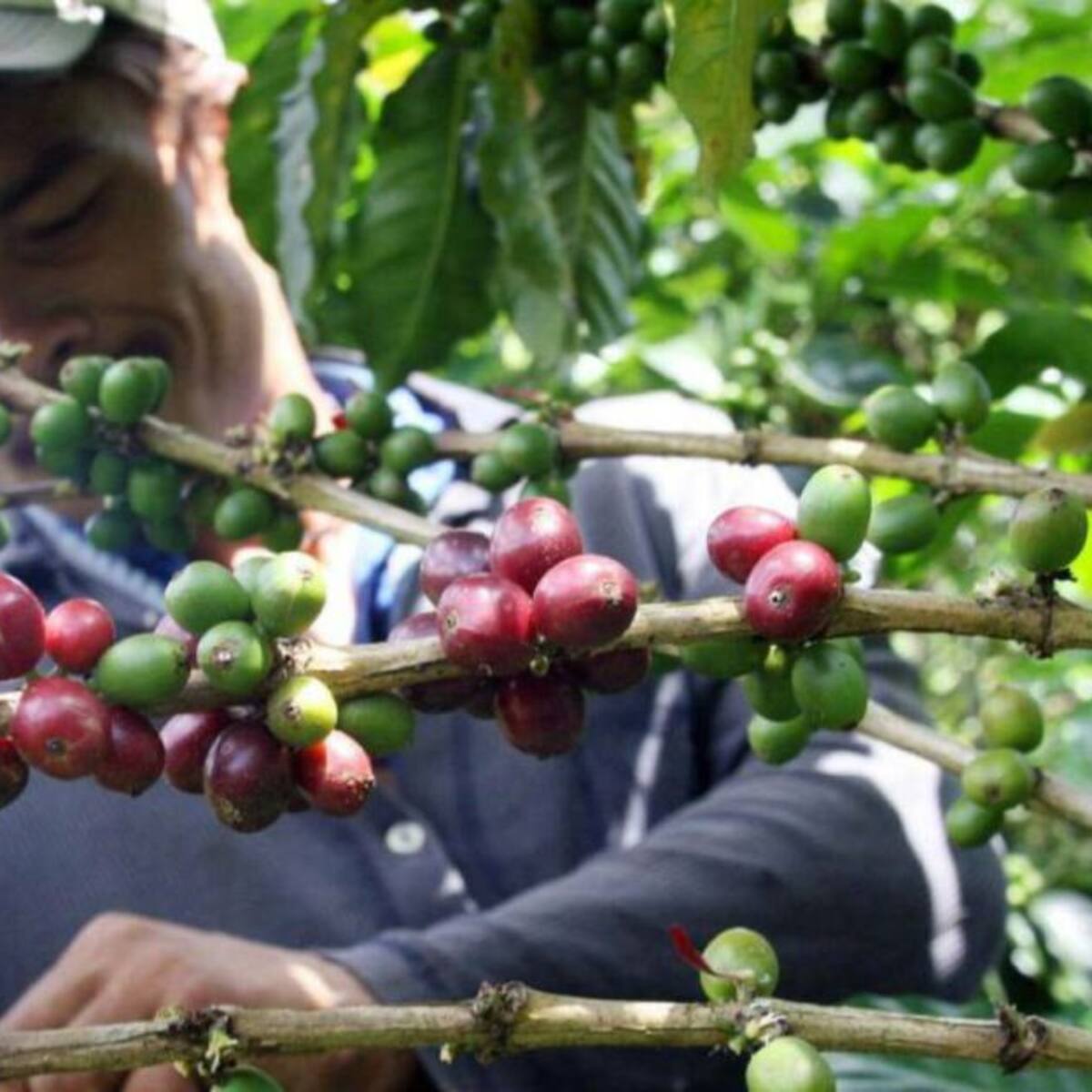 Caficultores de Risaralda exportarán al continente asiático
