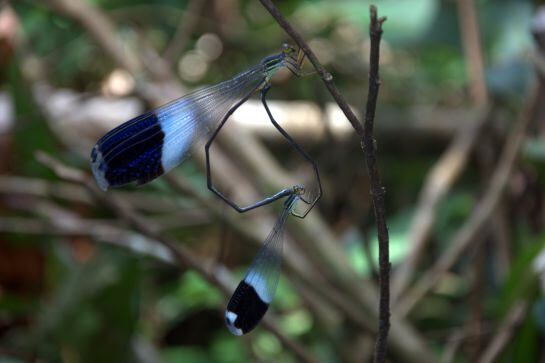 Pareja de libélulas en apareamiento