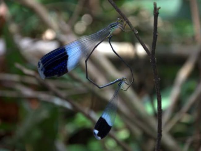 Pareja de libélulas en apareamiento