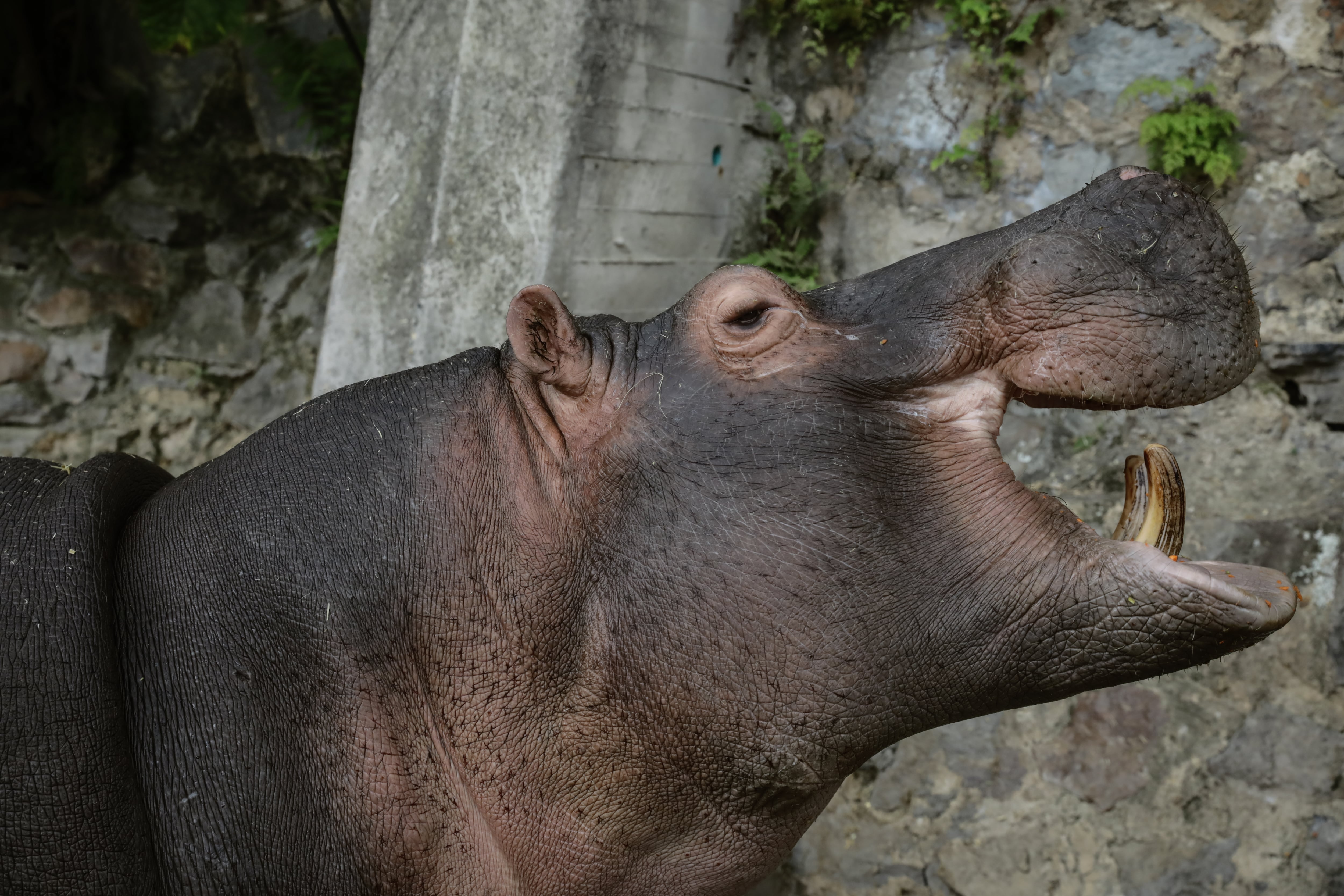 Hipopótamos en Colombia, imagen de referencia. Foto: Getty Images.