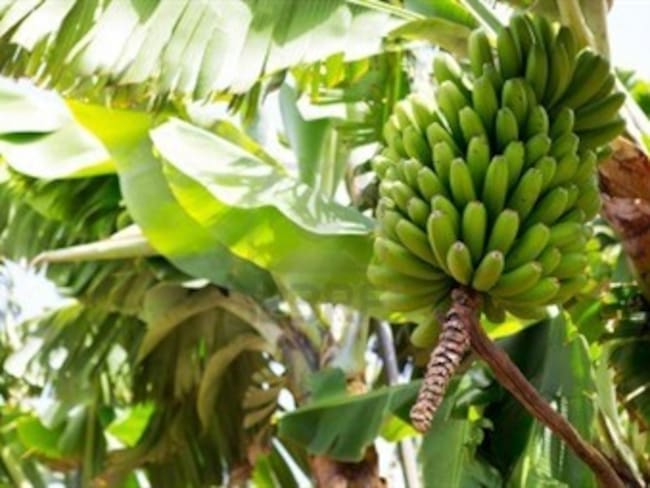 Colombia pasó del primer al tercer lugar en exportación de plátano en el mundo