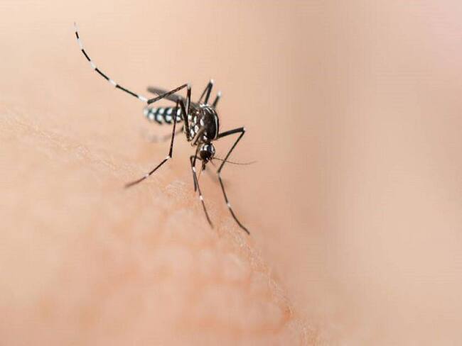 Continúa la alerta por dengue en el Valle del Cauca