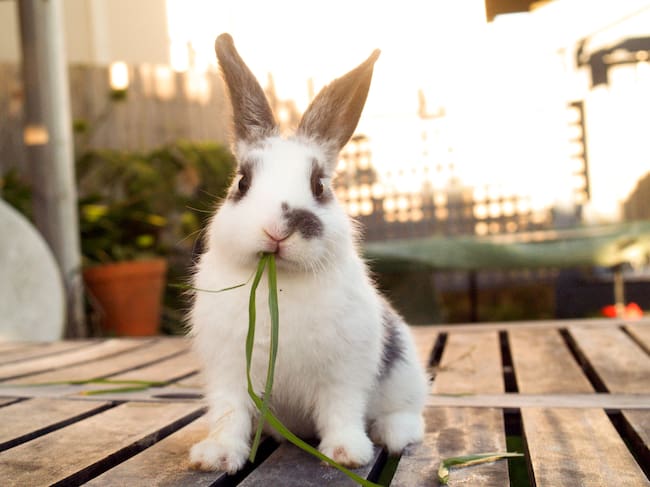 Conejo (Foto vía Getty Images)