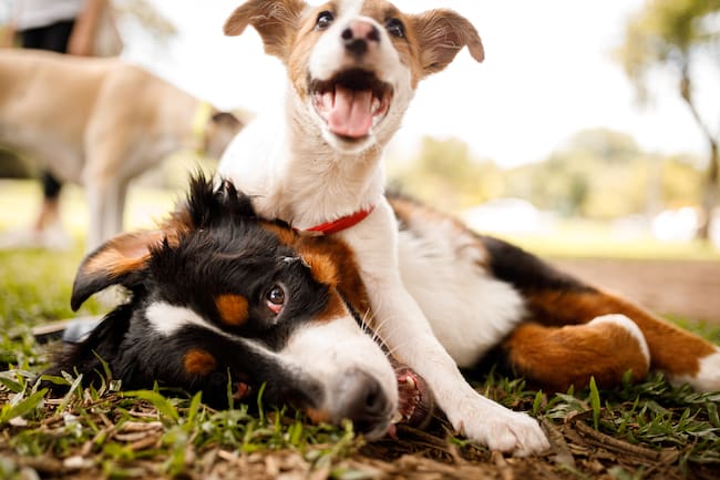 Perros jugando juntos en el parque (Foto vía Getty Images)