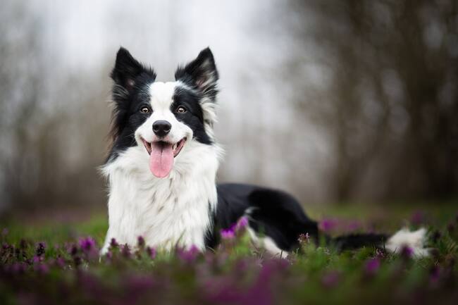 Perro raza  Border Collie feliz en el parque (Foto vía Getty Images)