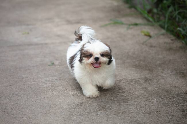 Perro de raza Shih Tzu corriendo en la calle (Foto vía Getty Images)