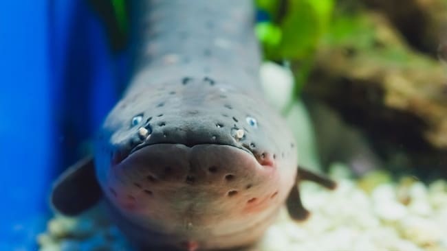 Las anguilas son la única especie de peces que usa las ondas eléctricas para cazar o defenderse.. Foto: Getty Images
