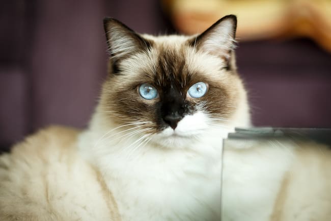 Retrato de un gato Ragdoll en casa (Foto vía Getty Images)