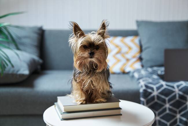 Perro de raza Yorkshire Terrier al interior de una casa (Foto vía Getty Images)