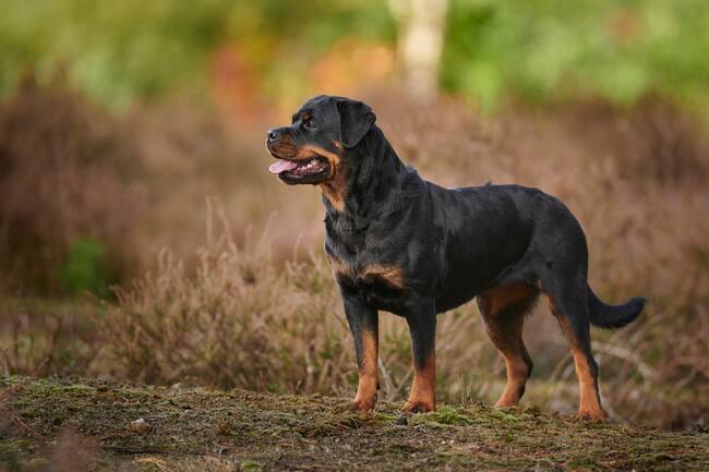 Rottweiler al aire libre (Getty Images)