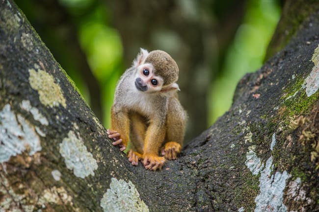 Mono en un árbol (Foto vía Getty Images)